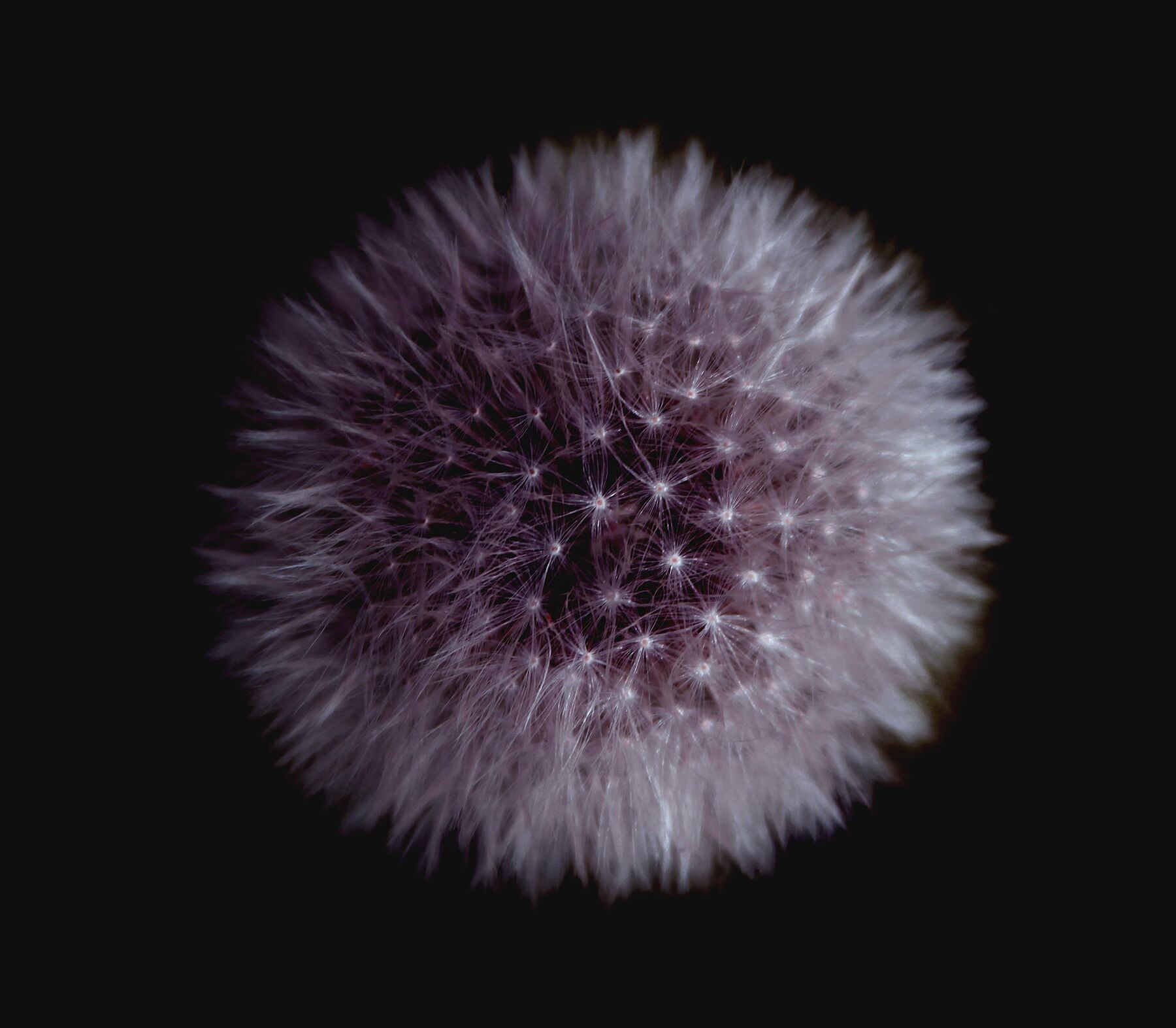 Night Dandelion - Pseudo Pompous